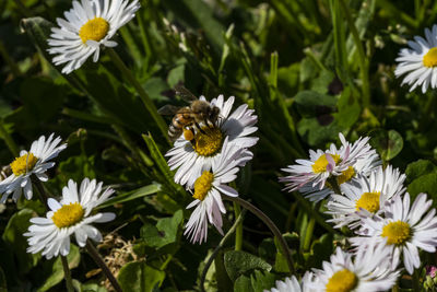 Close-up of white daisy flowers