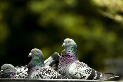 Close-up of pigeons perching