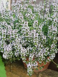 Close-up of purple flowering plants