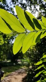 Close-up of leaves on tree