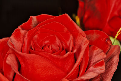 Close-up of red rose against black background