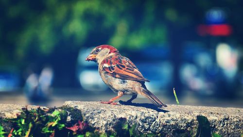 Close-up of house finch perching on rock