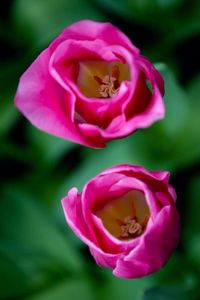 Close-up of pink flower