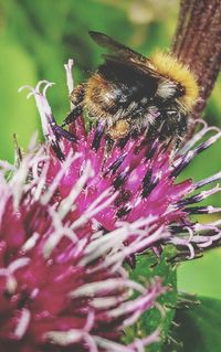 Close-up of bee on purple flower