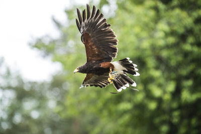 Low angle view of hawk flying against trees