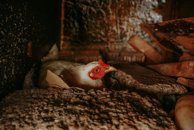 Close-up of a bird on wood