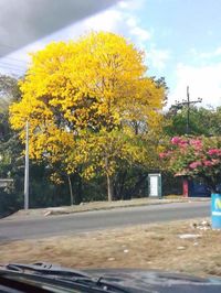 Road along trees