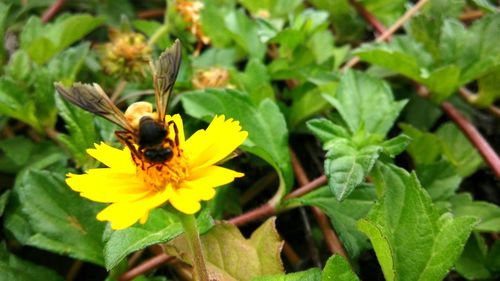 Close-up of bee pollinating on yellow flower