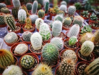 Full frame shot of succulent plants