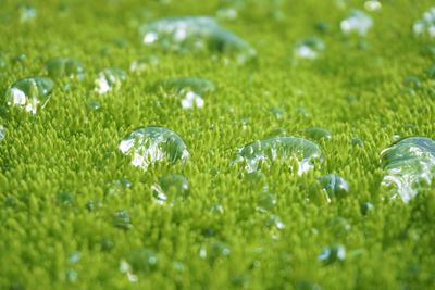 Close-up of water drops on grass