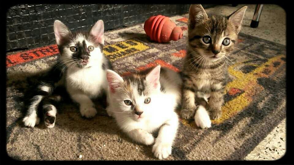 domestic animals, pets, animal themes, domestic cat, mammal, looking at camera, portrait, cat, feline, two animals, transfer print, one animal, togetherness, young animal, indoors, auto post production filter, cute, relaxation, kitten, whisker