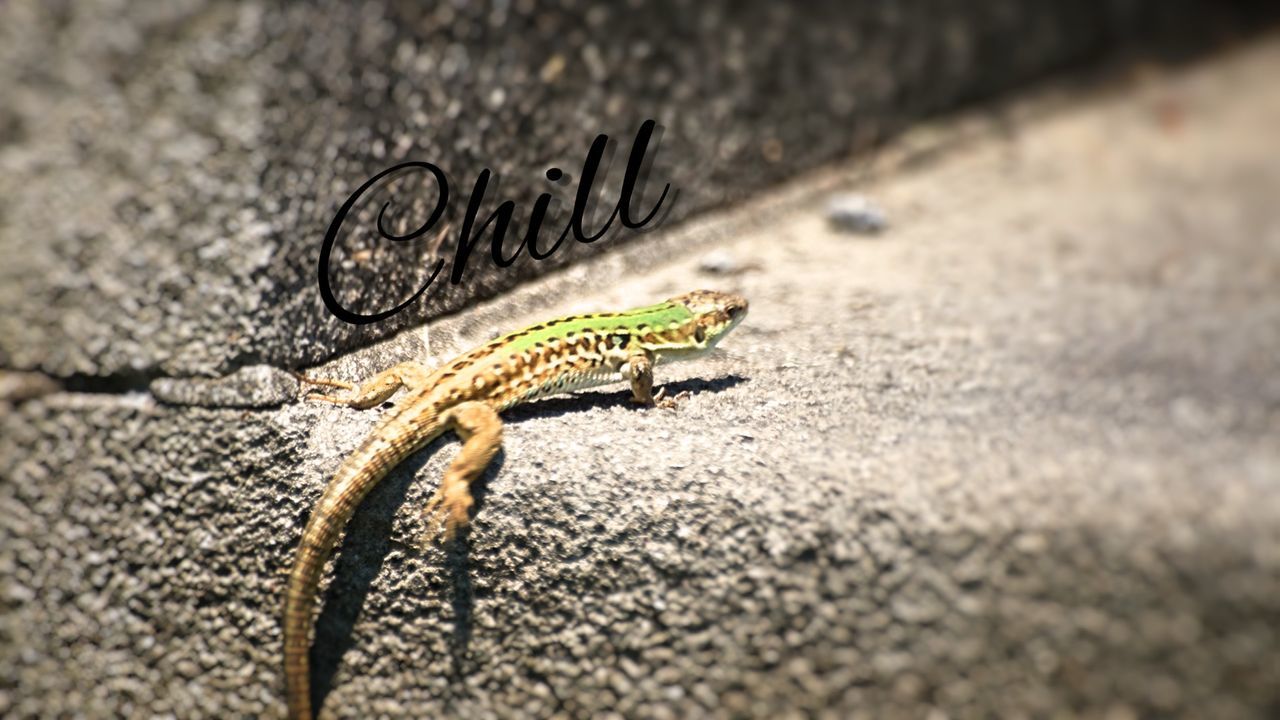 animal themes, selective focus, one animal, insect, close-up, animals in the wild, wildlife, surface level, focus on foreground, day, no people, outdoors, textured, nature, street, ground, high angle view, sunlight, wall - building feature, road