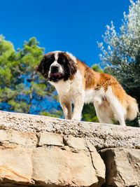 Portrait of dog on rock against sky