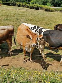 Cows standing in field