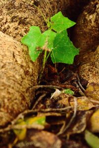 Close-up of leaf on tree trunk