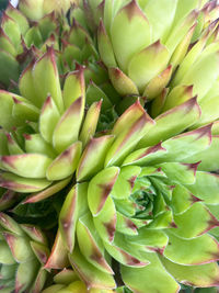 Full frame shot of succulent plant