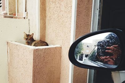 Portrait of a cat on window