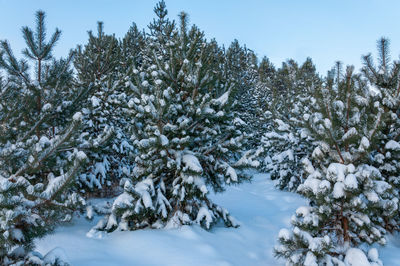 Snow covered pine trees against sky