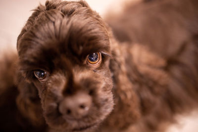 Close-up portrait of dog