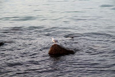 High angle view of duck swimming in lake