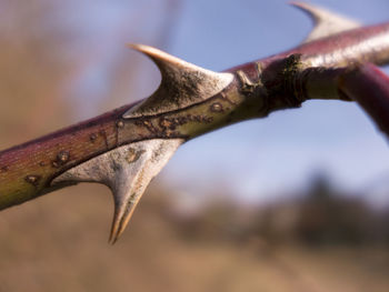 Close-up of tree