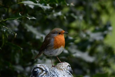 Close-up of bird perching on branch