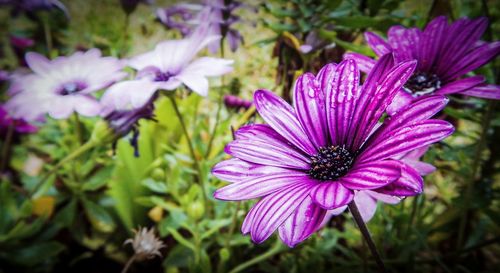 Close-up of purple flower in park