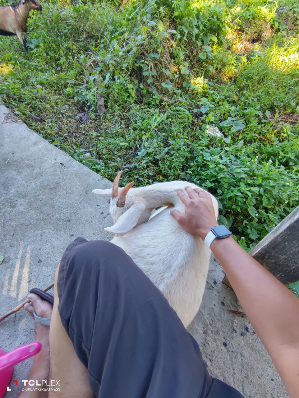 MAN HOLDING DOG SITTING BY PLANTS