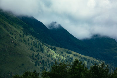 Good vibe of rain forest.