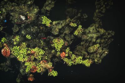 High angle view of plants growing in lake at night