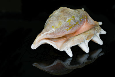 Close-up of fish against black background