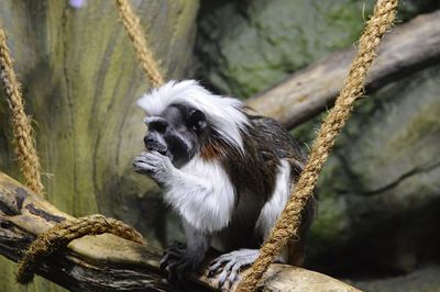 Close-up of monkey sitting on tree