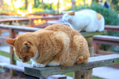 Close-up of sheep on railing