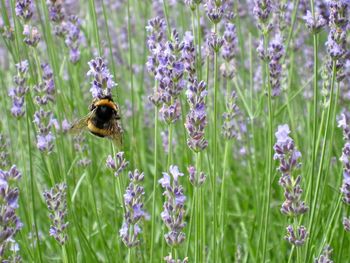 Close-up of bee pollinating on lavender