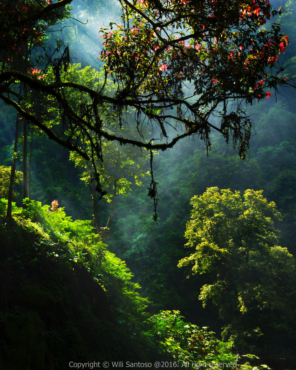 PLANTS GROWING ON TREE