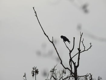 Low angle view of silhouette birds flying against sky