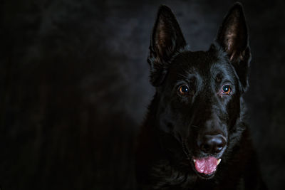 Close-up portrait of dog