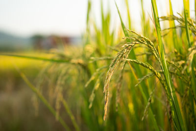 Close-up of wheat growing on field