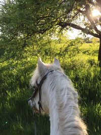 Dog standing on grassy field