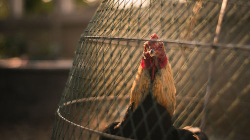 Portrait of a bird in cage