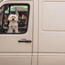 Dog sitting in car window