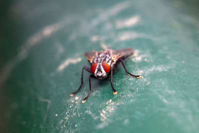 A macro photo of a red eyed fly
