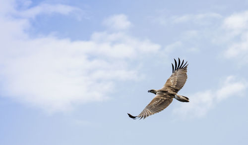 Low angle view of eagle flying in sky