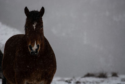 Portrait of a horse on snow covered landscape