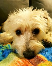 Close-up portrait of dog