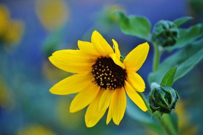 Close-up of yellow flower