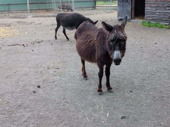 Full length of a horse on field