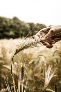 Close-up of wheat growing on field