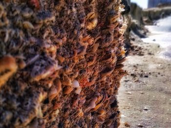 Close-up of bee on tree trunk