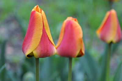 Close-up of orange tulip buds